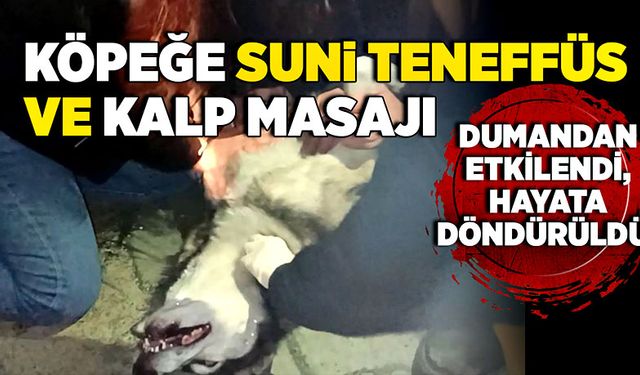 Dumandan etkilenen köpeğe suni teneffüs ve kalp masajı