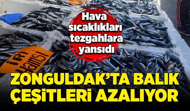 Hava sıcaklıkları tezgahlara yansıdı: Zonguldak'ta balık çeşitleri azalıyor