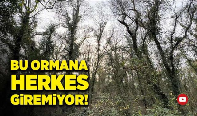 Bu ormana herkes giremiyor!