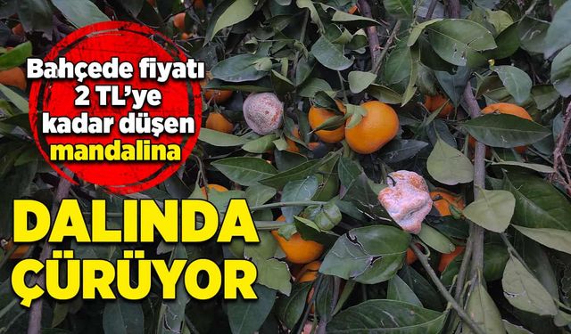 Mandalina dalında çürüyor!