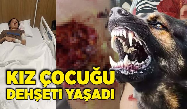 Sokak köpeğinin saldırısına uğrayan kız çocuğu ölümden döndü!