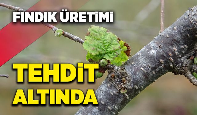 Fındık üretimi tehdit altında!