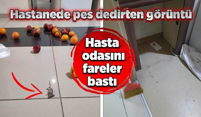 Hasta odasını fareler bastı!