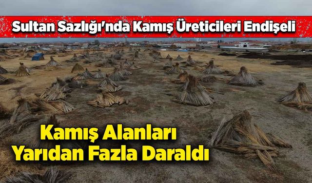 Sultan Sazlığı'nda kamış üreticileri endişeli: Kamış alanları yarıdan fazla daraldı