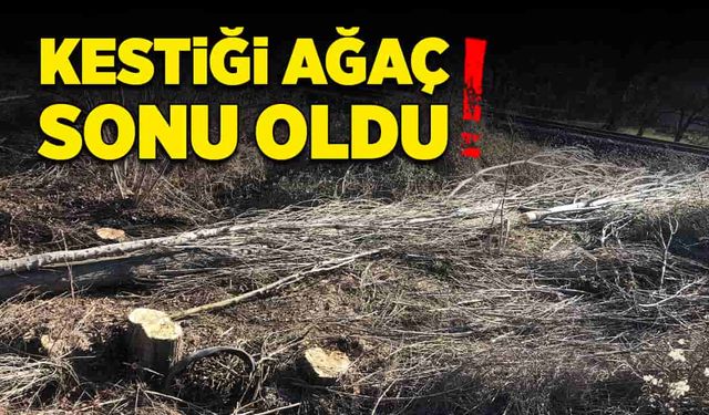 Tarlada kestiği ağaç sonu oldu!