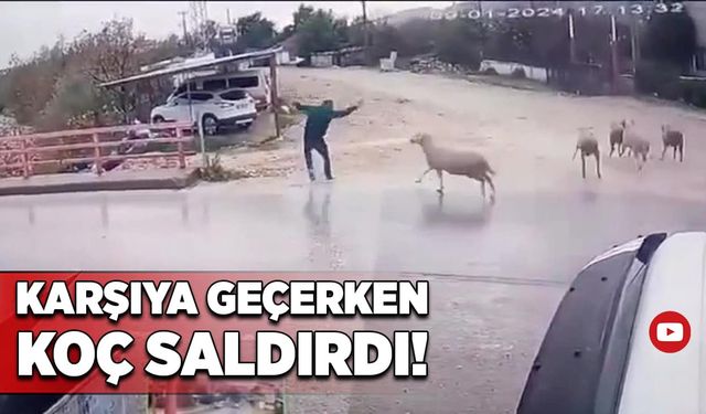 Karşıya geçerken koçun saldırısına uğradı!