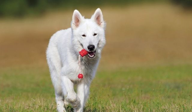 Köpek Sahiplenmek İsteyenlere İstanbul'da Yeni Dostlar