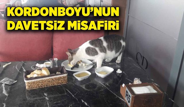 Kordonboyu’nun davetsiz misafiri…