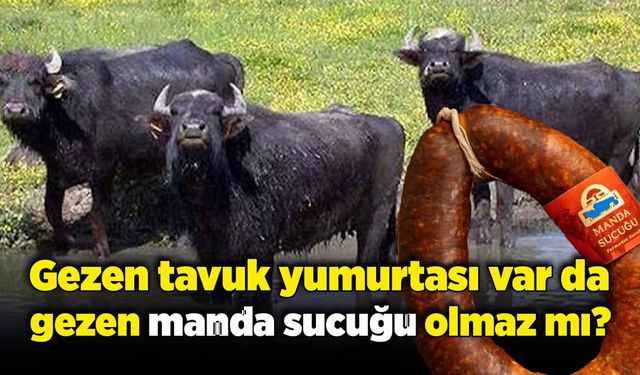 Gezen tavuk yumurtası var da, gezen manda sucuğu olmaz mı?