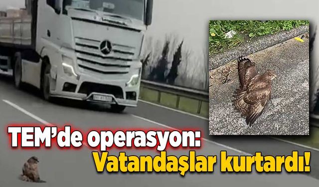 TEM’de operasyon: Vatandaşlar kurtardı!