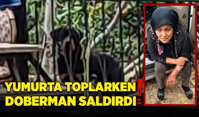 Yumurta toplarken doberman saldırısına uğradı!