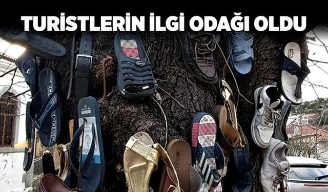 Turistlerin ilgi odağı oldu