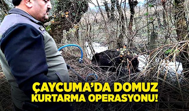 Domuz kurtarma operasyonu!