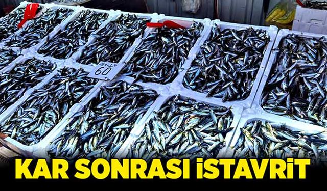 Kar sonrası istavrit yeniden çıktı