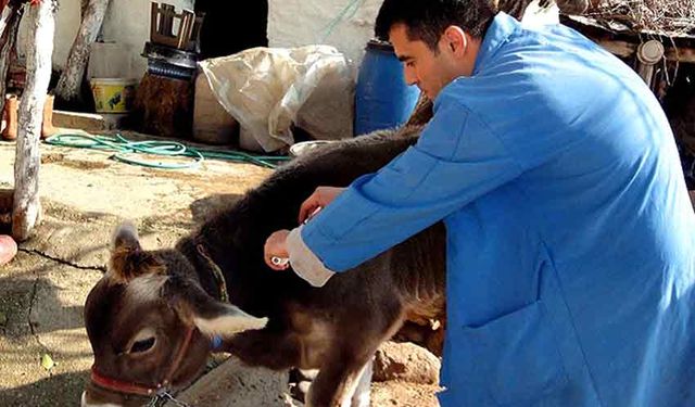 Şap hastalığına karşı önlem alındı