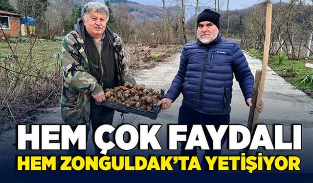 Hem çok faydalı, hem Zonguldak’ta yetişiyor