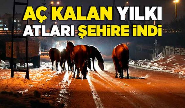 Aç kalan yılkı atları şehre indi