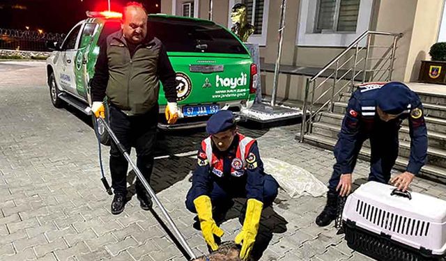 Ekipler yaralı halde buldu, tedavi altına alındı