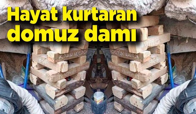 Hayat kurtaran domuz damı