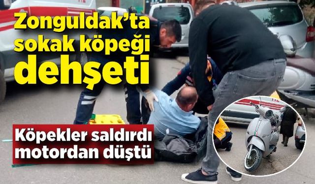 Zonguldak'ta sokak köpeği dehşeti! Motorla giderken saldırdılar