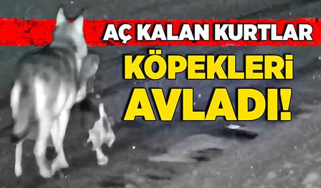 Aç kalan kurtlar, köpekleri avladı