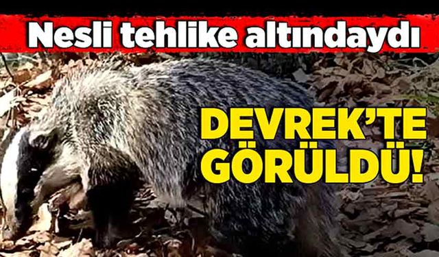 Nesli tehlike altındaydı, Devrek’te görüldü