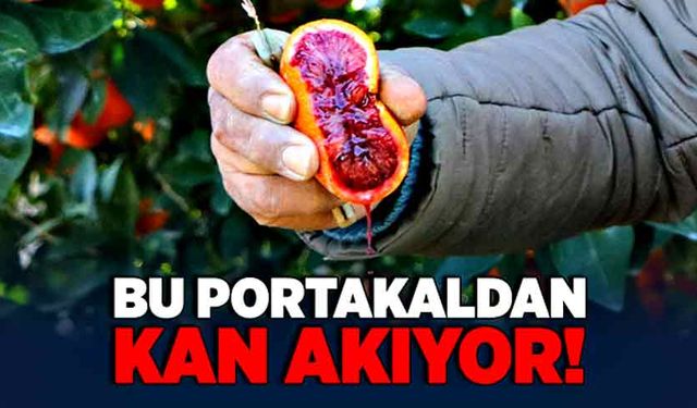 Bu portakaldan kan akıyor