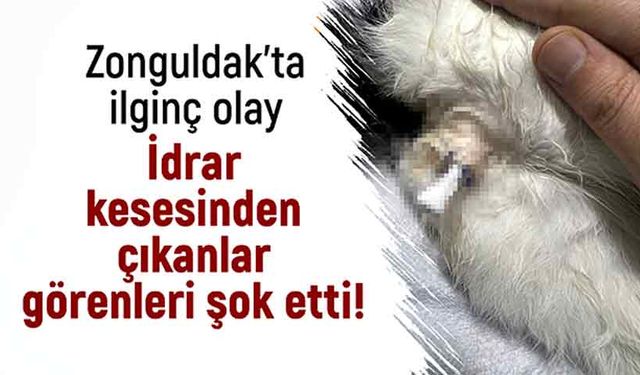 Zonguldak’ta ilginç olay İdrar kesesinden çıkanlar görenleri şok etti!