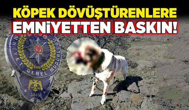 Köpek dövüştürenlere emniyetten baskın!