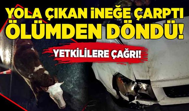 Yola çıkan ineğe çarptı, ölümden döndü