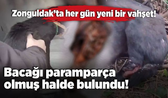 Zonguldak’ta her gün yeni bir vahşet: Bacağı paramparça oldu!