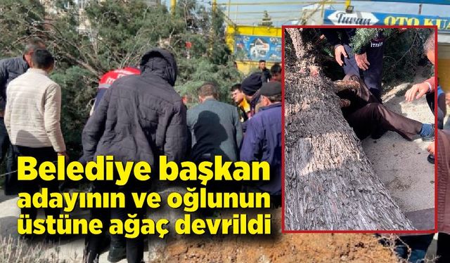 Belediye başkan adayının ve oğlunun üstüne ağaç devrildi