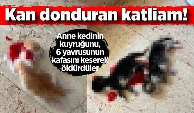 Anne kedinin kuyruğunu kestiler, yavrularını öldürdüler