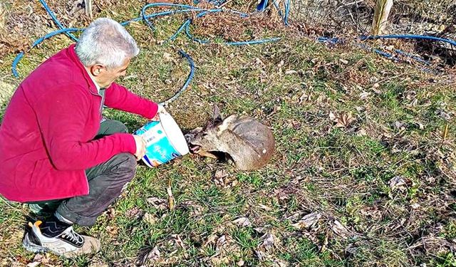 Bahçede bitkin halde bulunan karaca doğaya salındı