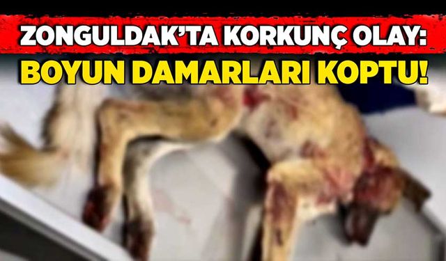 Zonguldak’ta korkunç olay: Boyun damarları koptu!