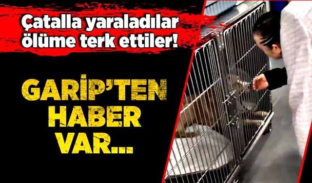 Çatalla yaraladılar, ölüme terk ettiler! Garip’ten haber var…