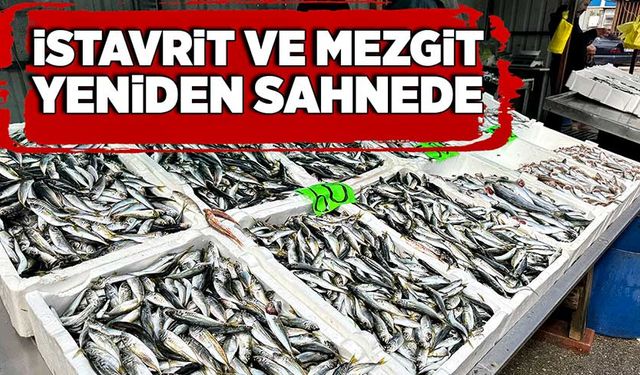 İstavrit ve mezgit yeniden sahnede