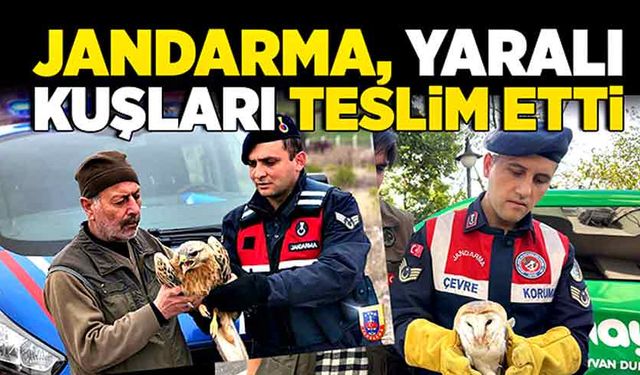 Jandarma, yaralı kuşları teslim etti