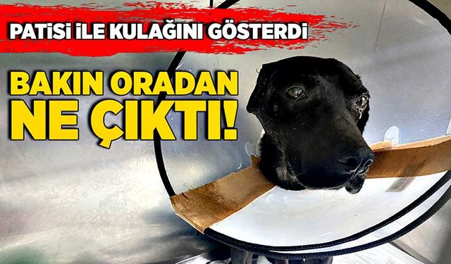 Patisi ile kulağını gösterdi, bakın oradan ne çıktı!