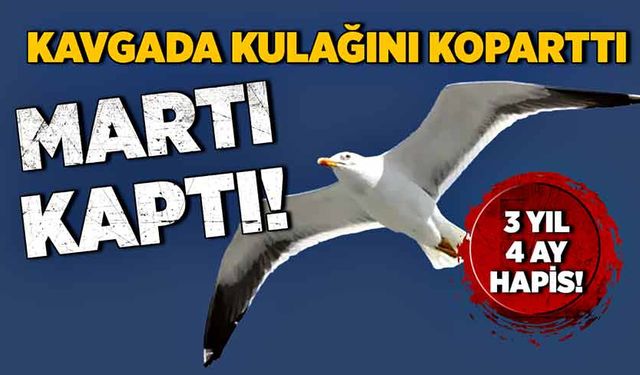 Kavgada kulağını koparttı, martı kaptı!