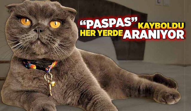 “Paspas” kayboldu, her yerde aranıyor