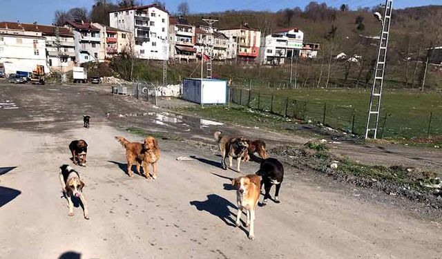 Zonguldak’ın o köyünden hastalık yayılıyor! Köy halkı isyan etti!