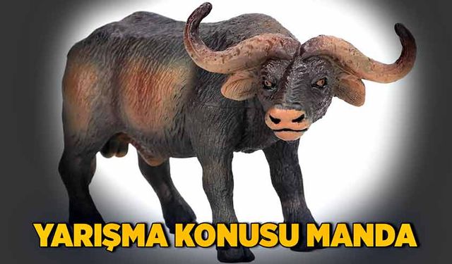 Yarışma konusu manda