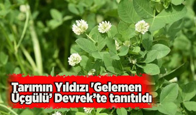 Tarımın Yıldızı 'Gelemen Üçgülü’ Devrek’te tanıtıldı