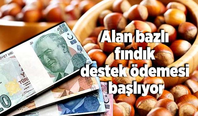 Alan bazlı fındık destek ödemesi başlıyor