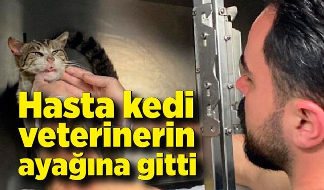 Hasta kedi veteriner hekimin ayağına gitti