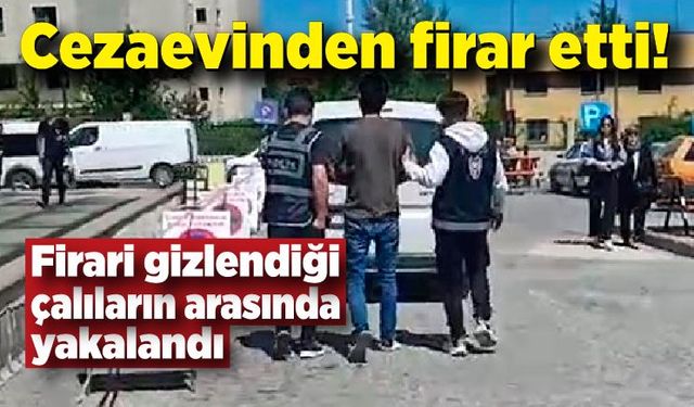 Cezaevi firarisi gizlendiği çalıların arasında yakalandı