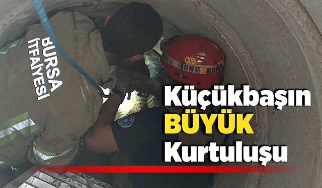 Küçükbaşın büyük kurtuluşu