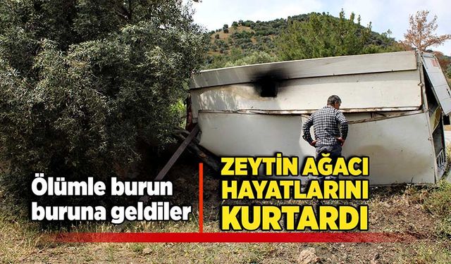 Ölümle burun buruna geldiler, zeytin ağacı hayatlarını kurtardı