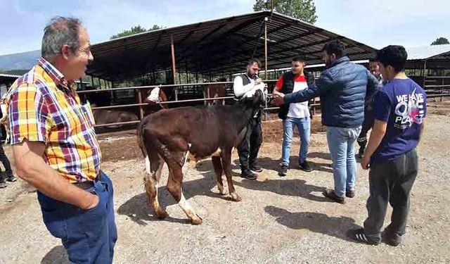 Kurban pazarında son yılların en durgun günleri yaşanıyor